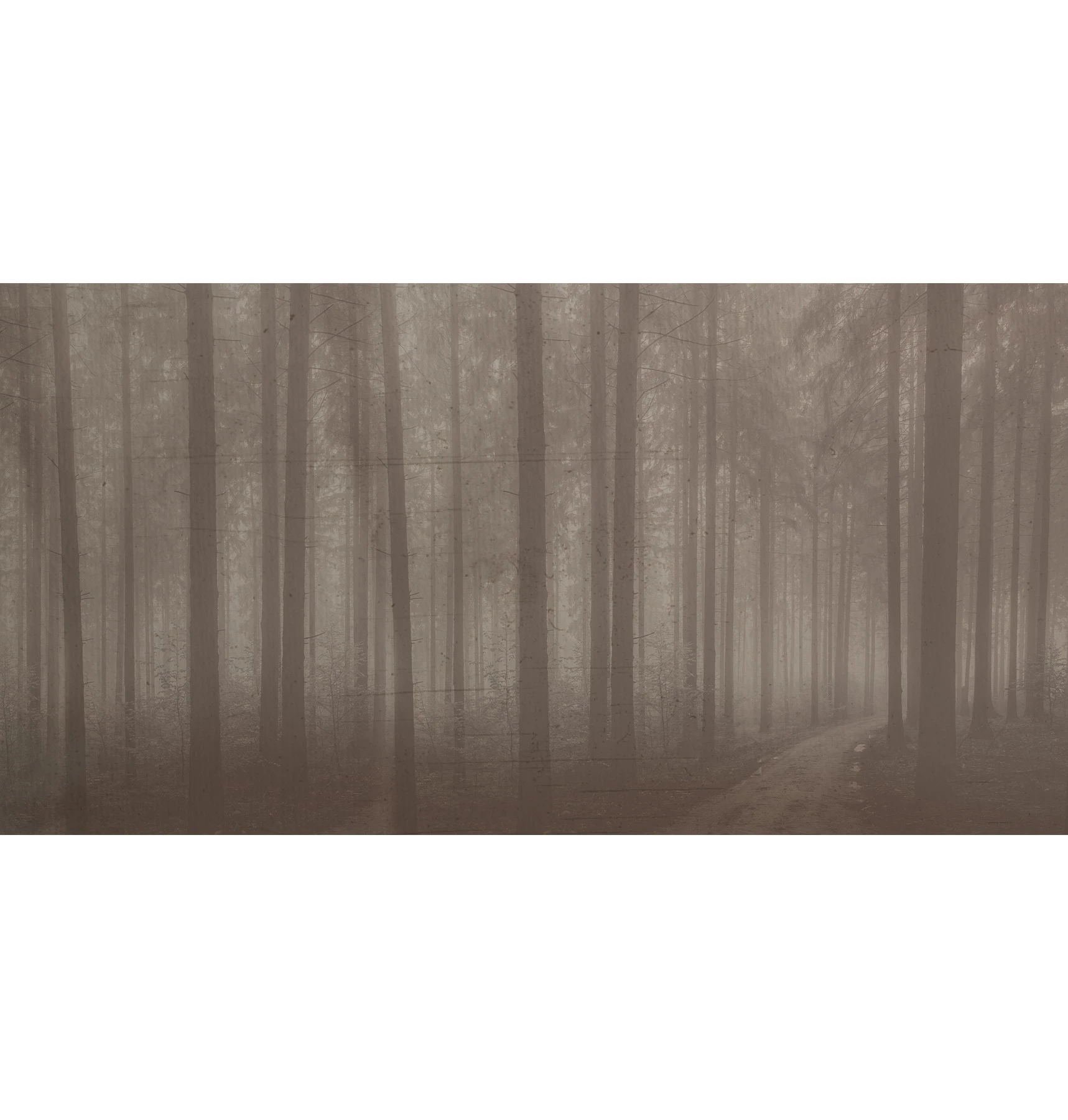 Tapeta Night Forest