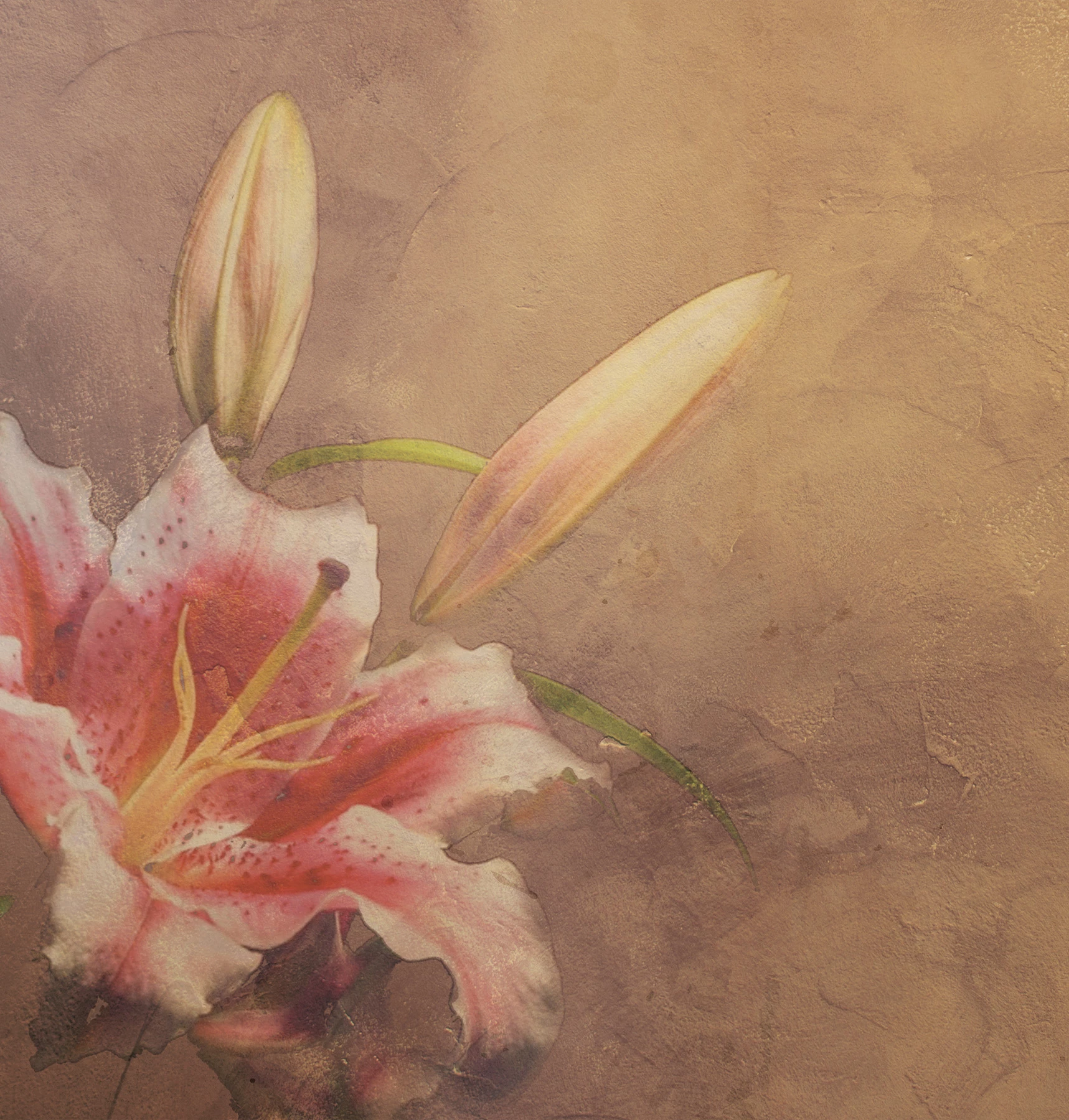 Tapeta Amaryllis
