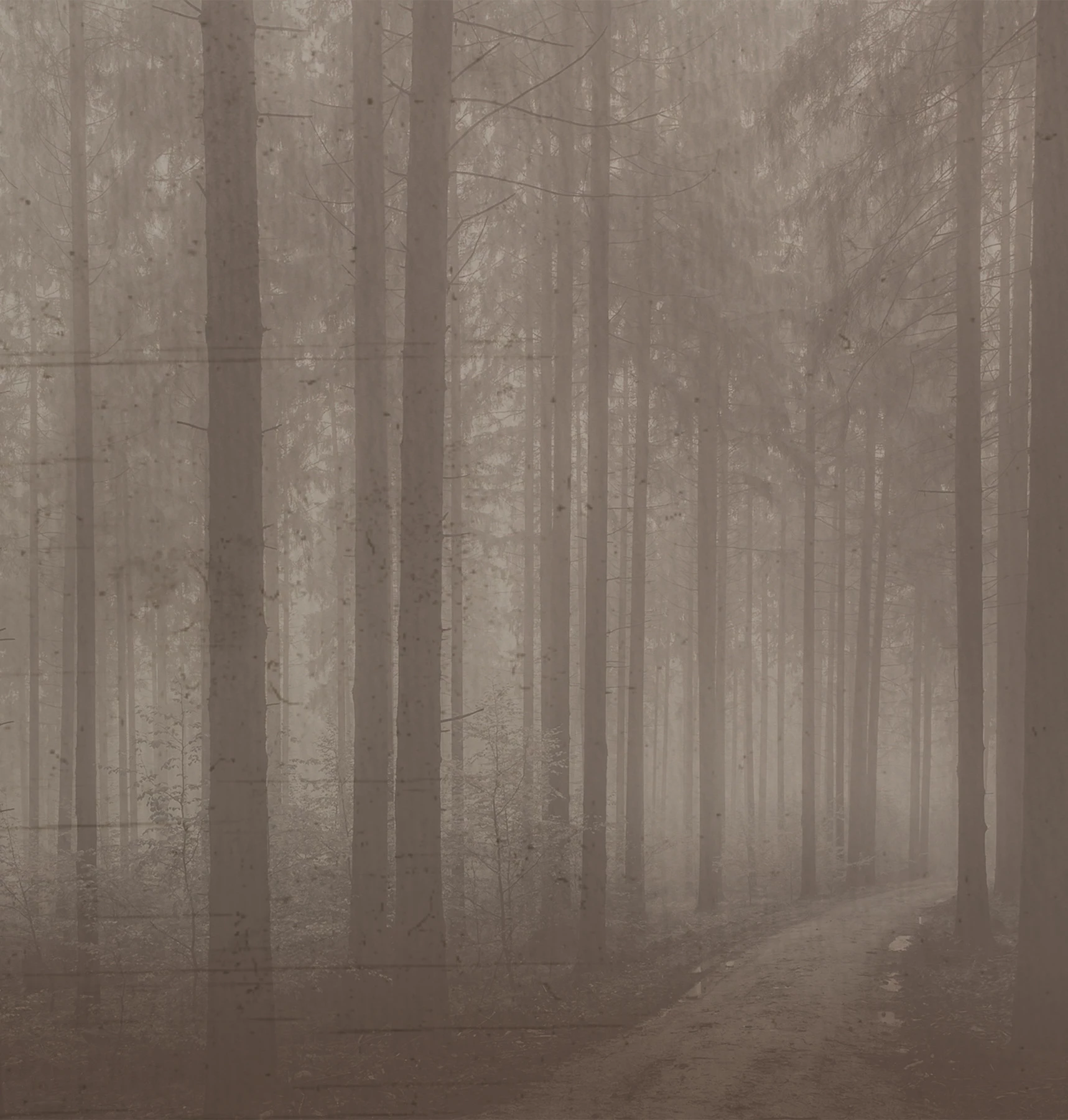 Tapeta Night Forest
