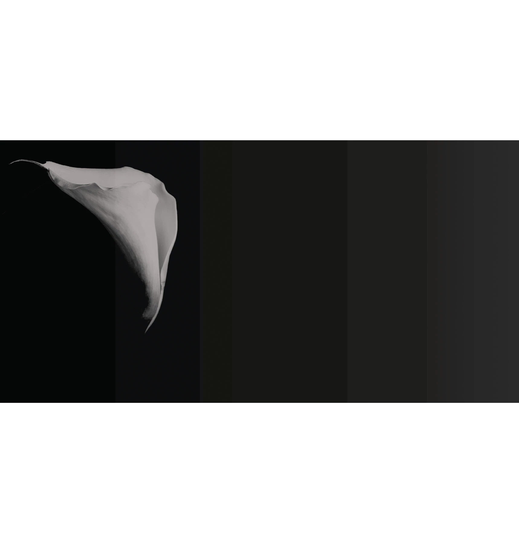 Tapeta Calla