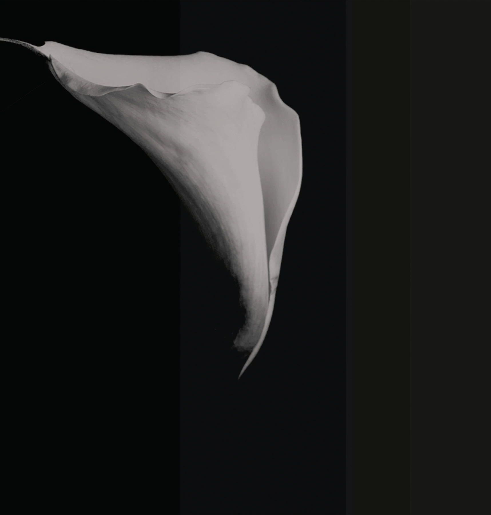 Tapeta Calla