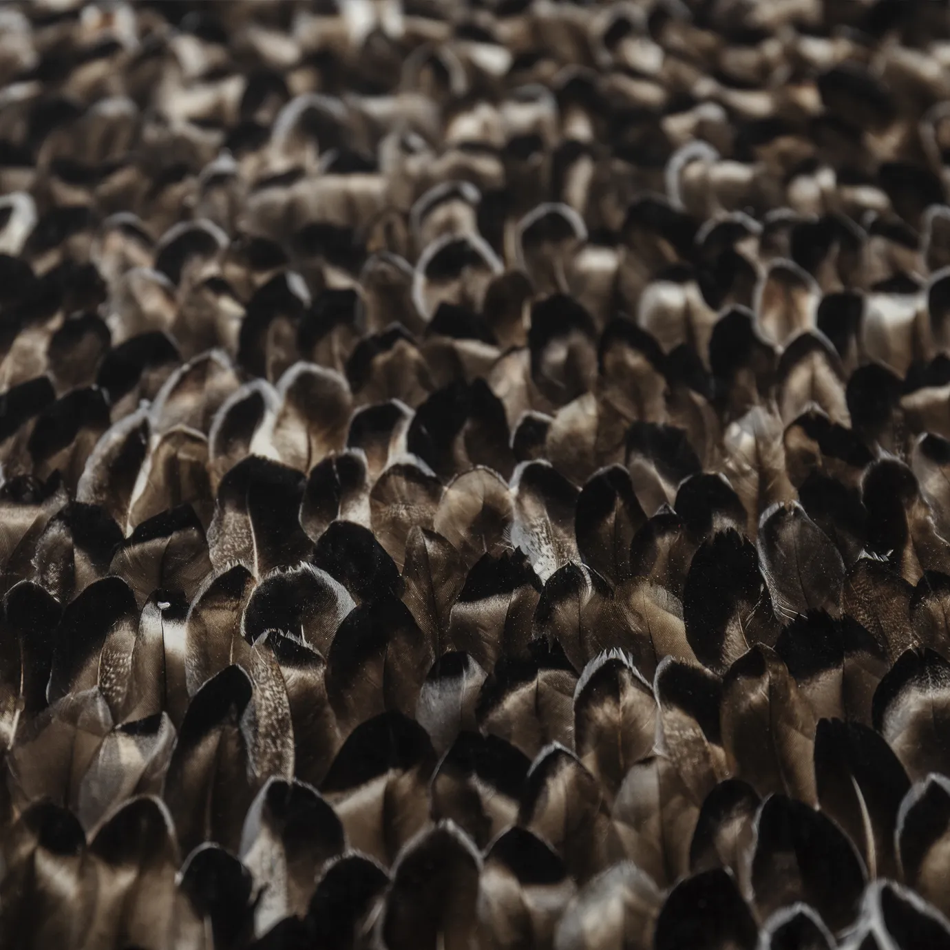 Stół jadalniany Mistral z egzotycznym blatem z piór