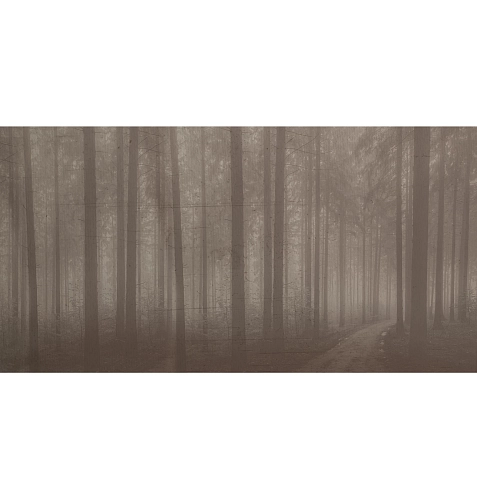 Tapeta Night Forest