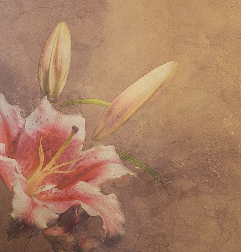 Tapeta Amaryllis