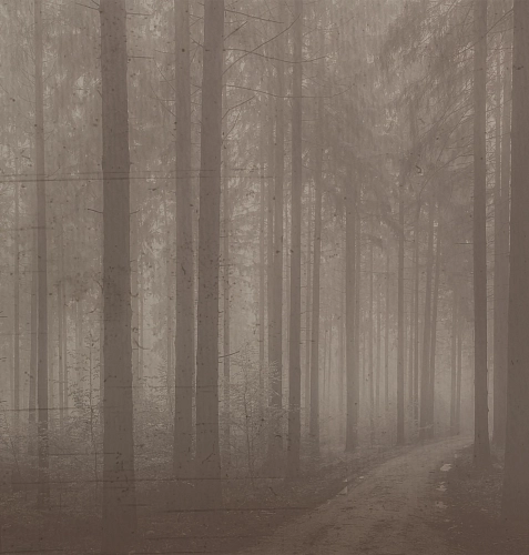 Tapeta Night Forest