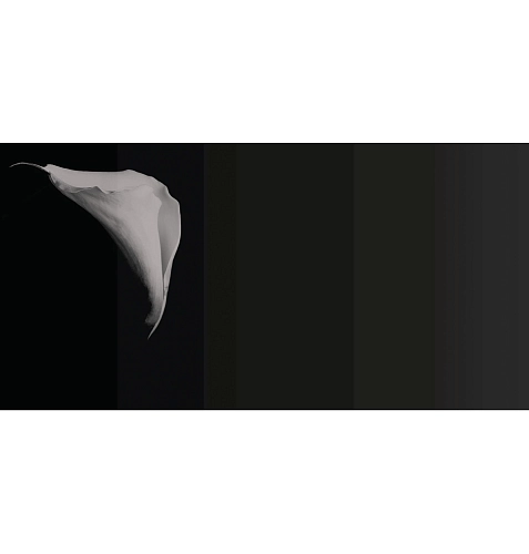 Tapeta Calla