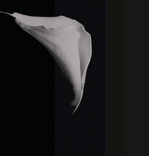 Tapeta Calla